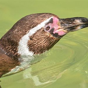 Humboldt Penguin