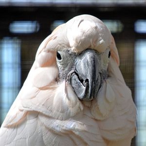 Moluccan Cockatoo