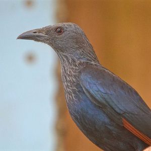 Red Winged Starling
