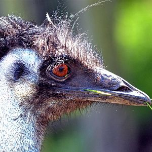 Emu