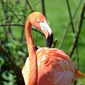 Caribbean Flamingo