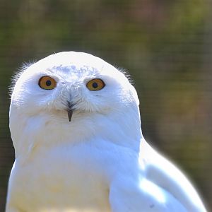 Snowy Owl