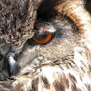 Eurasian Eagle Owl