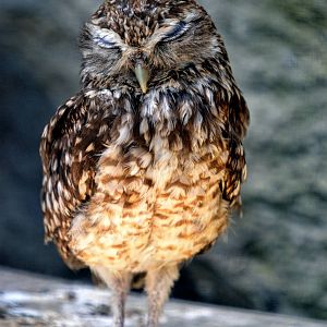 Burrowing Owl