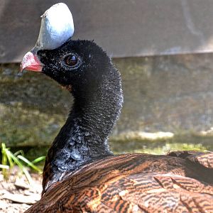 Helmeted Curassow