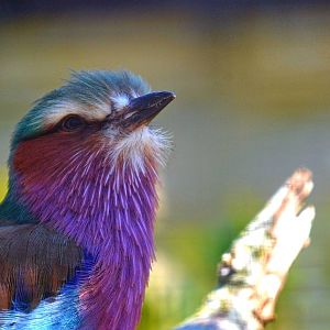 Lilac Breasted Roller