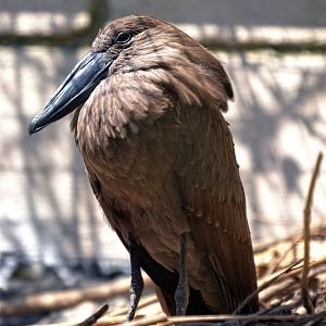 Hamerkop