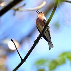 Chaffinch