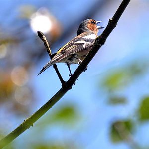 Chaffinch