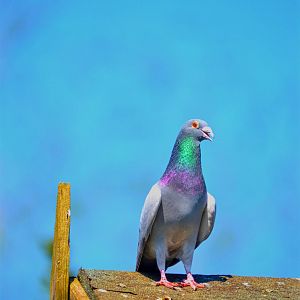 Feral Pigeon