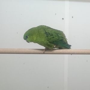 Barred parakeet