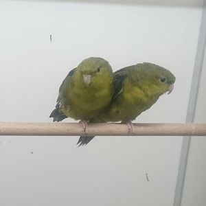 Barred parakeets