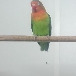 Fischer's lovebird