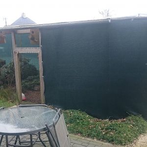 Shama and Hoopoe aviary