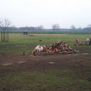 Enclosure domestic animals, Emus and Blackbucks