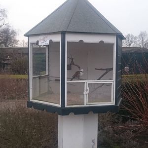 Cage White-crested laughing thrush