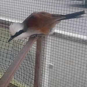 White-crested laughing thrush