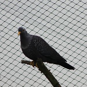 African olive pigeon