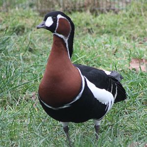Red-breasted goose