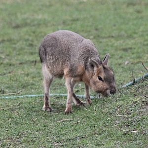 Patagonian cavy