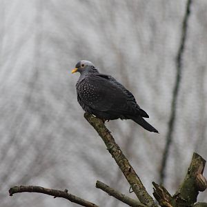 African olive pigeon