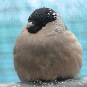 Female European bullfinch