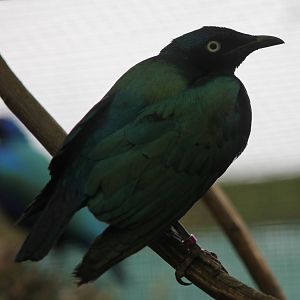 Green-winged glossy starling