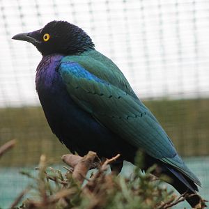 Purple glossy starling