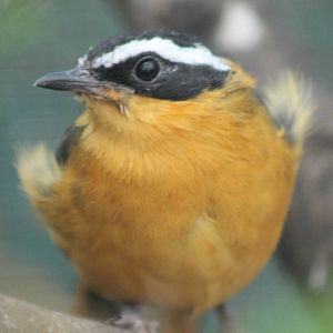 White-browed robin chat