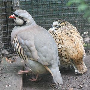 Chukar partridge and Bobwhite