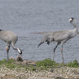 Crane incubation handover