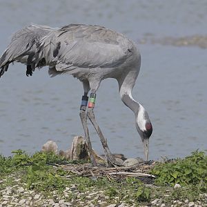 Crane on nest