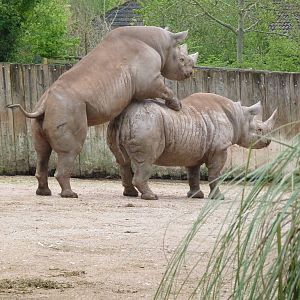 Black Rhinos, May 2016