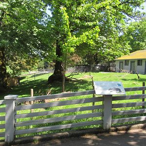 Lowland Anoa Exhibit