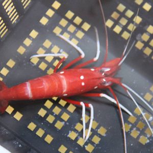Blood red shrimp