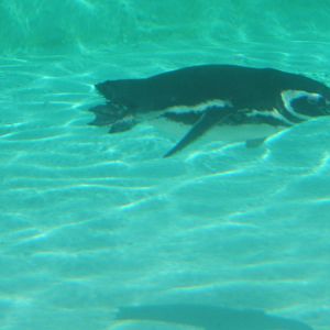 Magellanic Penguin under water