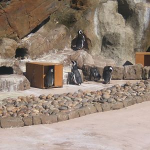 Magellanic Penguin`s