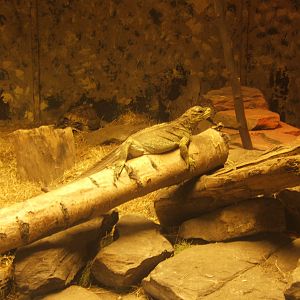 Philippine Sailfin Lizard