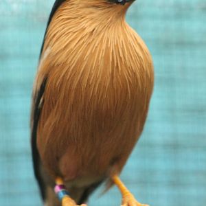 Brahminy starling