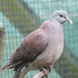 Madagascar turtle dove