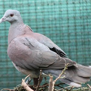 Madagascar turtle dove