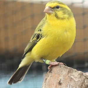 Yellow-fronted canary