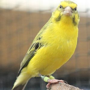 Yellow-fronted canary
