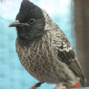 Red-vented bulbul