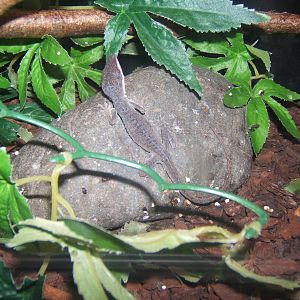 Williamson Park Butterfly House