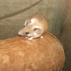 Williamson Park Butterfly House