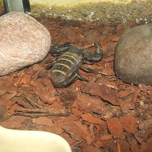 Williamson Park Butterfly House