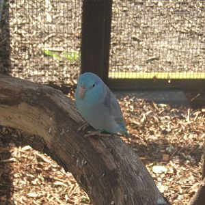 Williamson Park Butterfly House