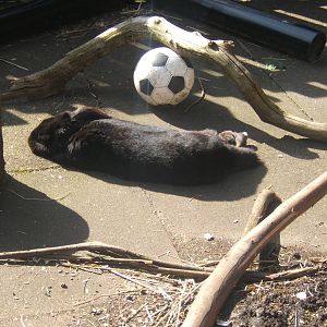 Williamson Park Butterfly House