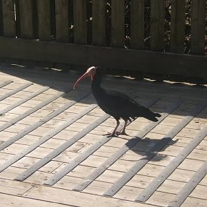 Waldrapp Ibis
